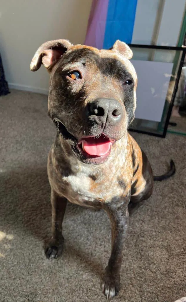 Pet Photo